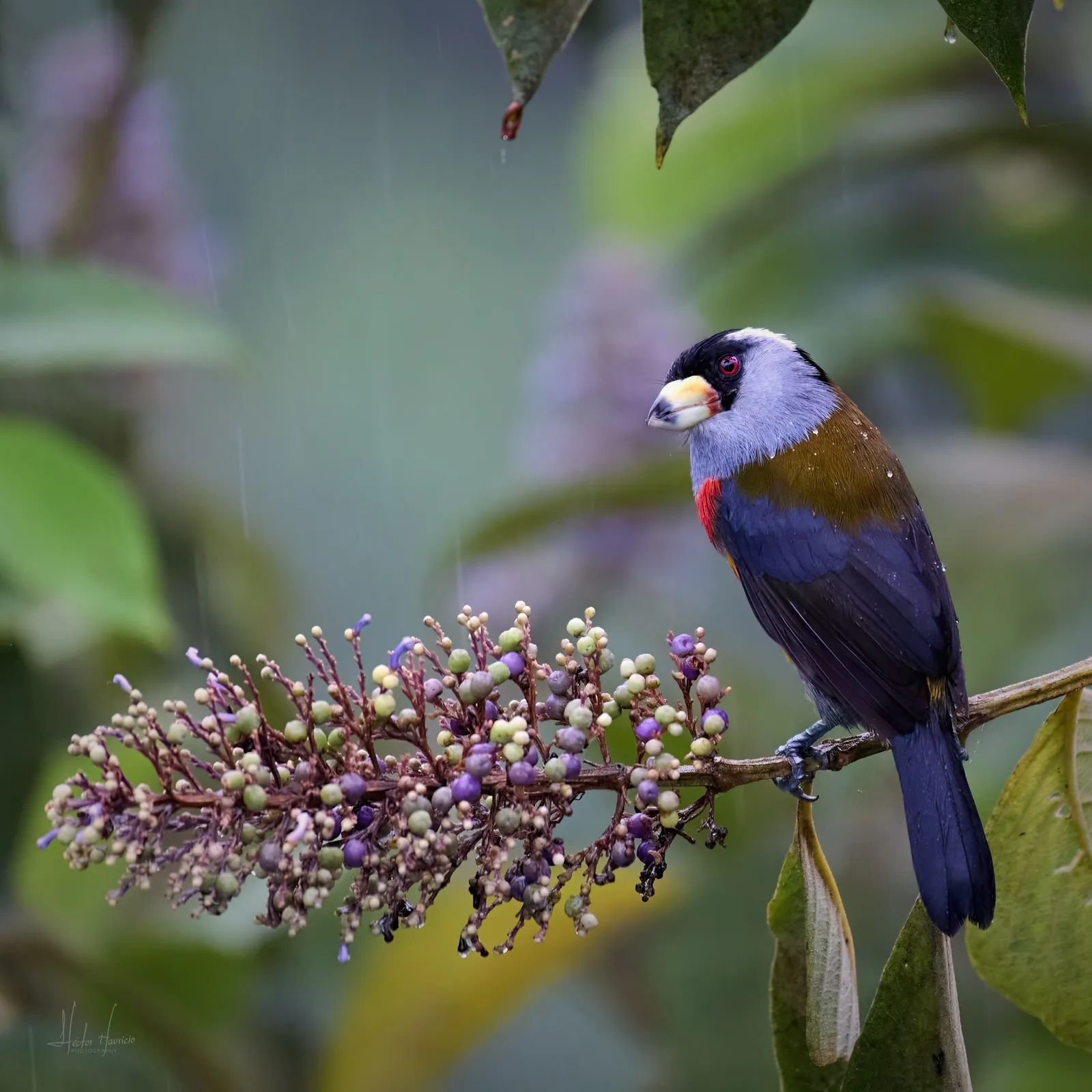 Compás (Toucan Barbet) bajo la lluvia, posado junto a una inflorescencia morada