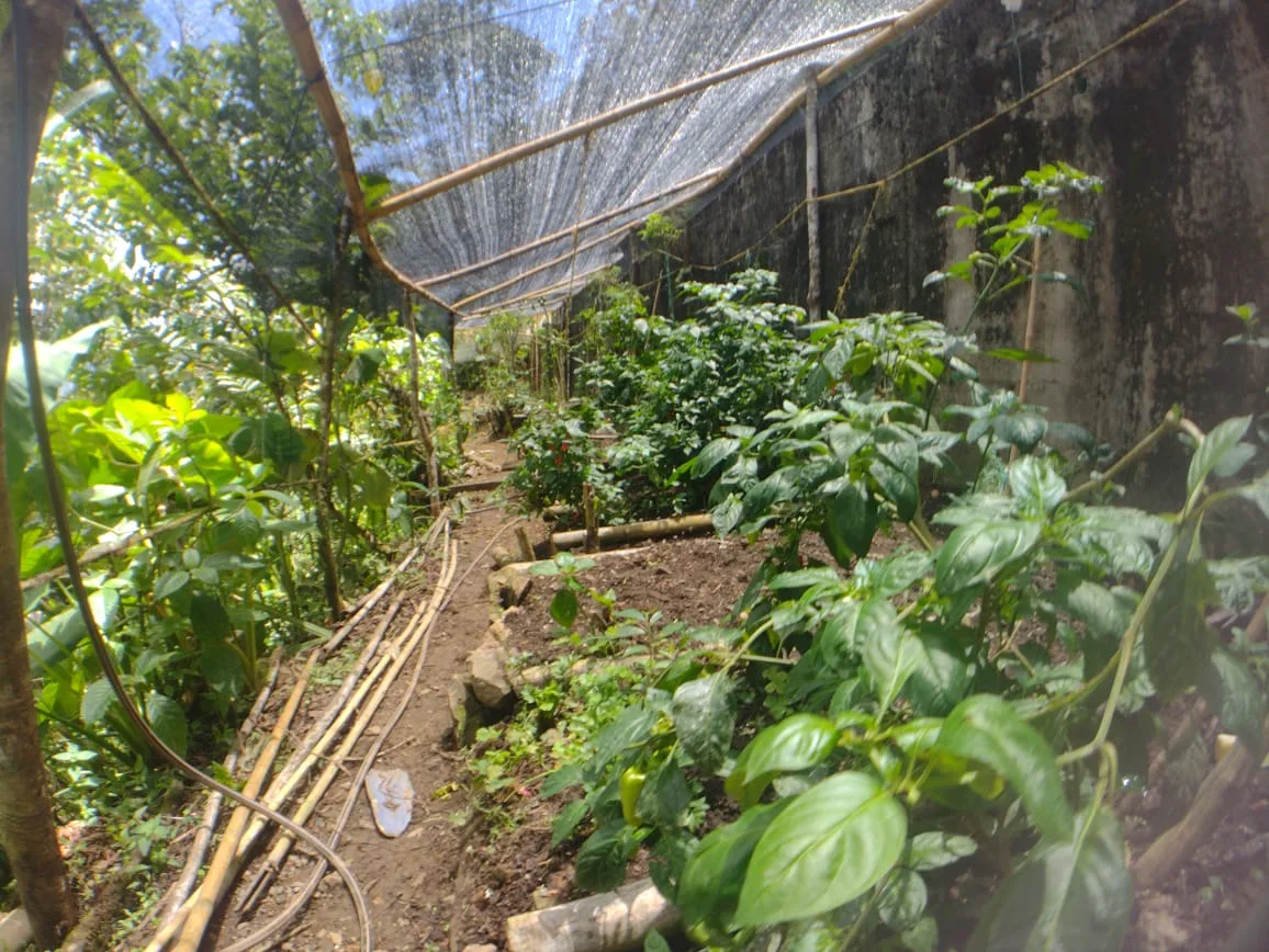 Huerta orgánica de la casa