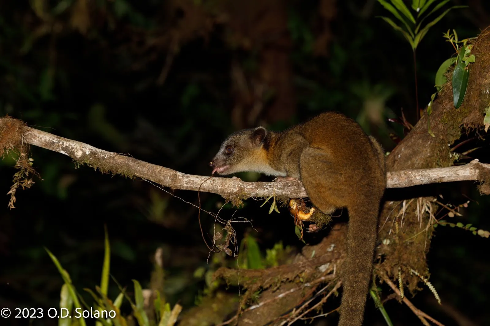 Mamífero nocturno comiendo plátano en una rama, de noche
