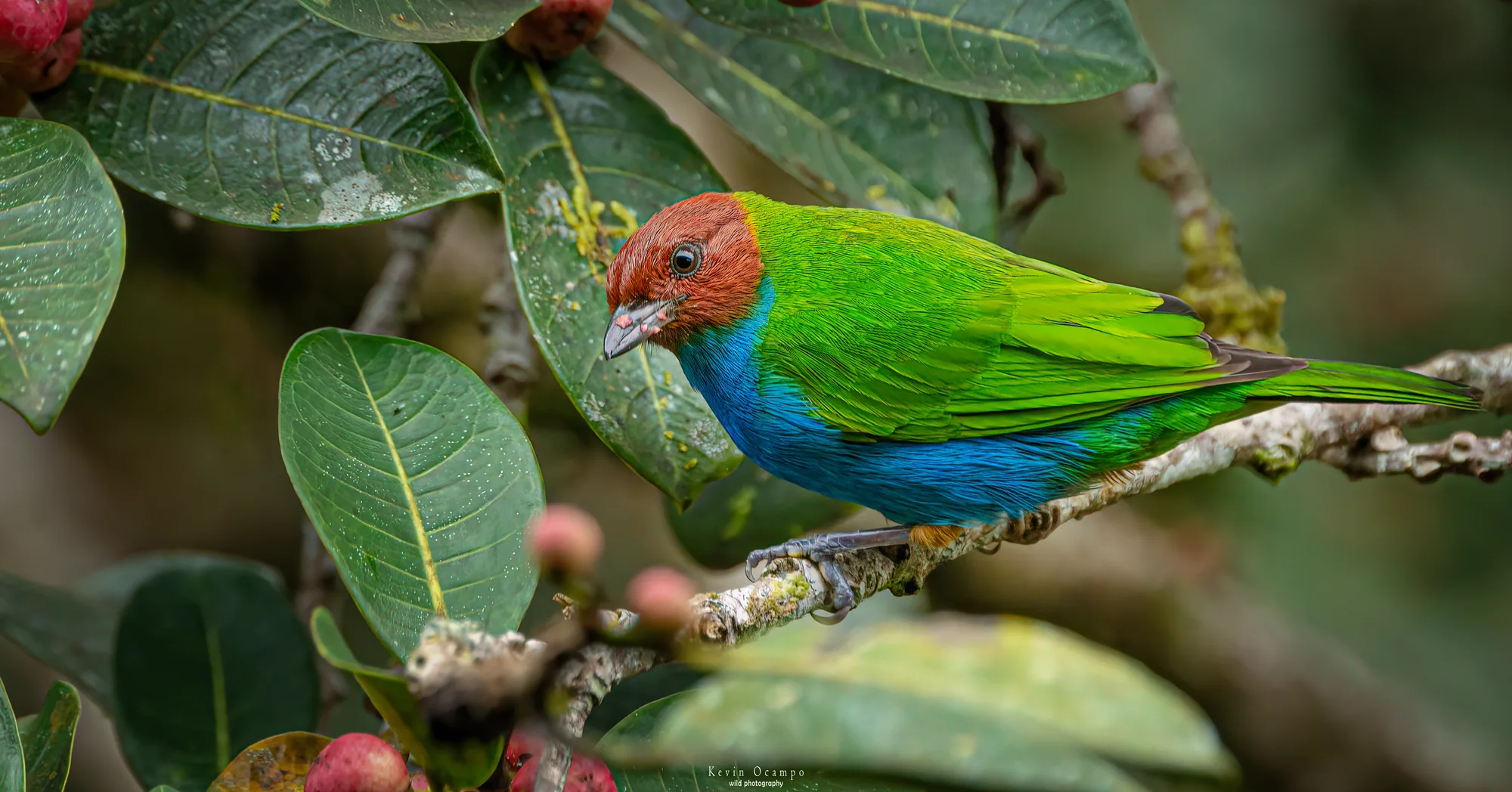 Tángara alimentándose en el árbol de Ficus